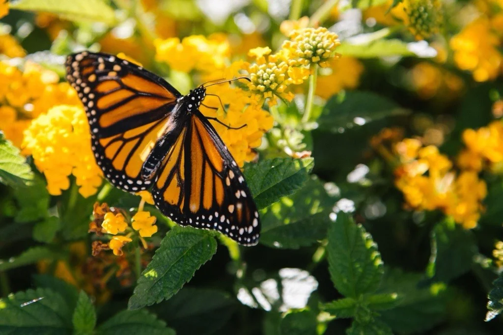 wellness practice,magnetism,bye bye allergy,almagy